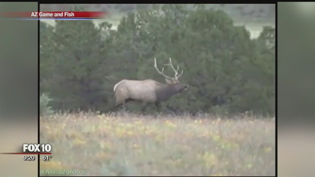 ADOT, AZGFD high-tech program keeps elk, drivers safe
