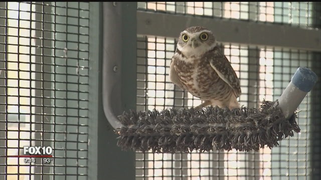 ADOT, Valley nonprofit steps up to save owls from South Mountain Freeway construction