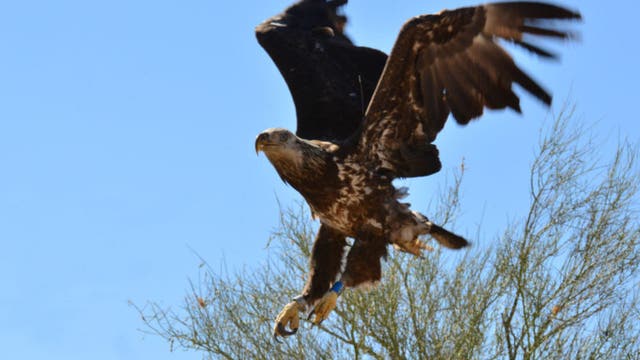 Fewer bald eagles hatch in Arizona in 2019, from 87 to 71