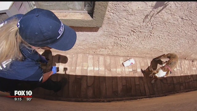 Animal cruelty investigators doing their part to help improve the lives of animals