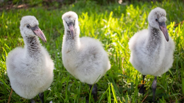 Brevard Zoo welcomes in 3 flamingo chicks