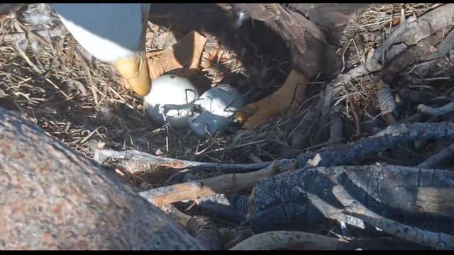 Watch: bald eagle's eggs showing signs of hatching in Big Bear, California