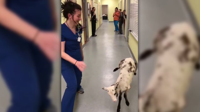 Little lamb in Longview busts a move in viral video