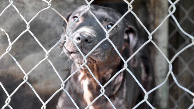 Free adoptions: MCACC hosting 'Empty the Shelters' event