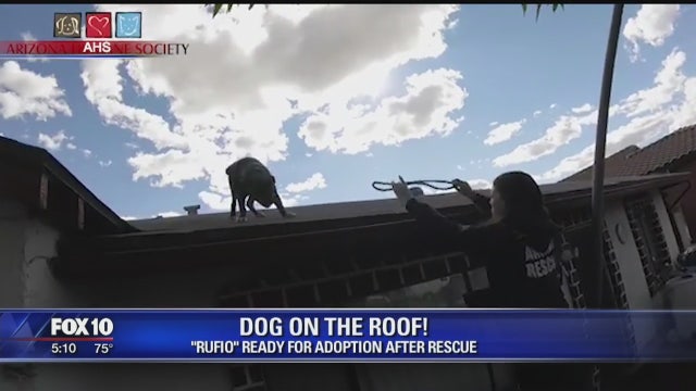 Valley dog found on roof, looking for forever home