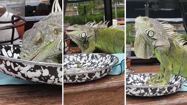 Watch: Green iguana helps itself to leftover food at Key West resort