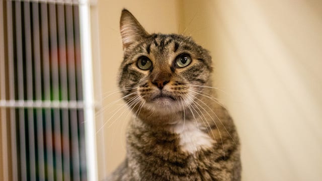 Cat returned to animal shelter 10 years after adoption
