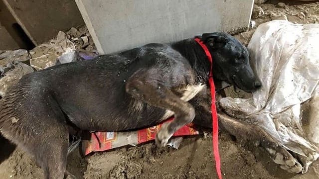 Dog undergoes emergency surgery after being found by Phoenix sanitation workers