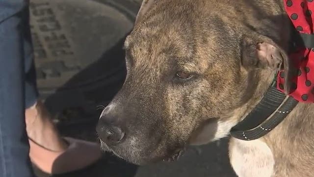 Police and Paws: Phoenix officers helping animals find forever homes