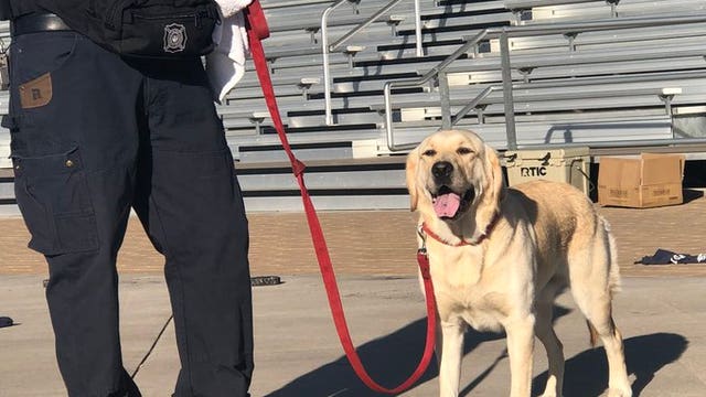 Sonny joins Phoenix Fire Department as arson dog