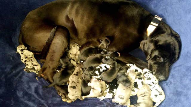 Kingman Animal Hospital delivers 19 Great Dane puppies