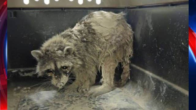 Animal rescue saves raccoon caught in cement