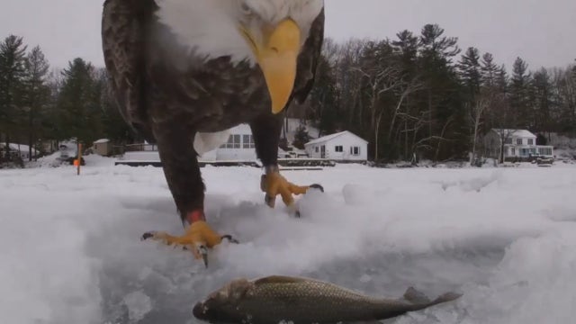 Bald eagle steals fisherman's first catch in incredible up-close video