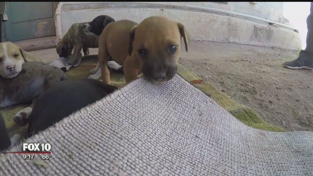 Phoenix group helping Arizona's rural animal rescues