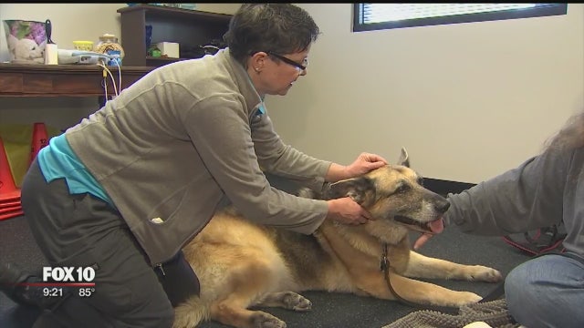 Some turning to holistic healing for their pets