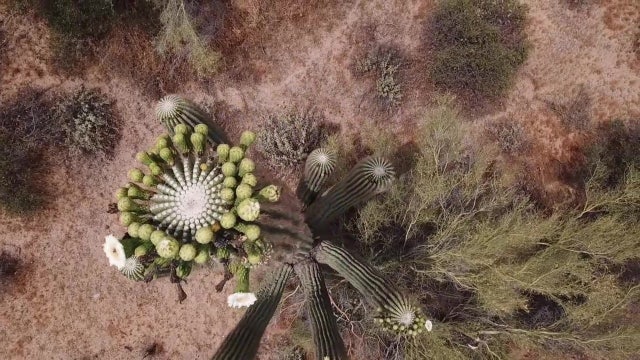 Saguaro fruit harvest teaches native tradition to anyone who wants to learn