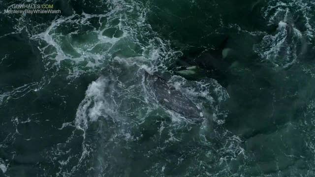 Drone Video: Killer whales attack gray whale calf in Monterey Bay