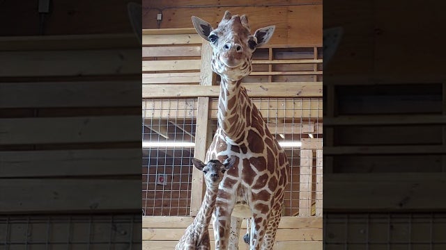 Park holds naming contest for April the giraffe's new baby calf
