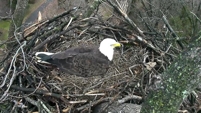Bald eagle breeding areas in Arizona to close for nesting