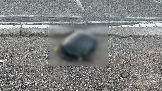 Mutilated animal, dead dog found dumped in Glendale