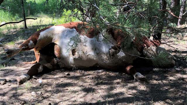 Carcasses of 5 bulls found mysteriously mutilated, drained of blood on Oregon ranch