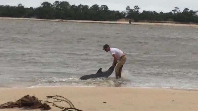 Man rescues dolphin trapped after Michael