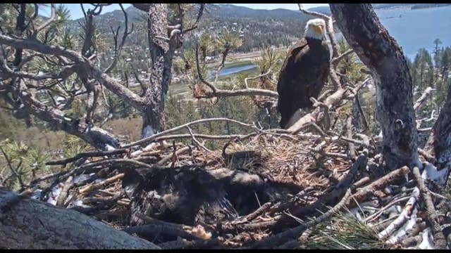 Bald eagle nestlings in Arizona fall to 71 during 2019 breeding season