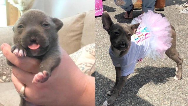 Pit bull born without a nose and fought to survive celebrates 1st birthday