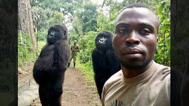 Orphaned gorillas strike pose with park ranger in viral photo