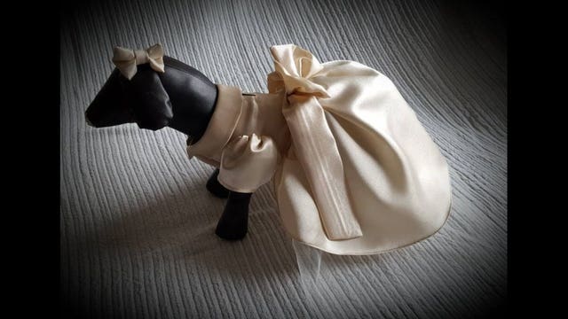 Bridesmaid dresses for dogs make for the most adorable bridal party ever