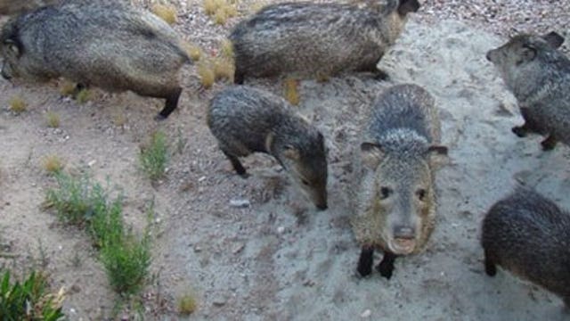 Javelina bites Tucson woman who was feeding it table scraps, wildlife officials say