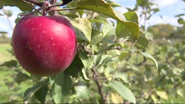22,000 apples worth $14k stolen from Michigan orchard