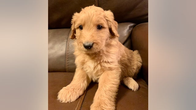 Surprise Police announce addition of adorable new therapy dog