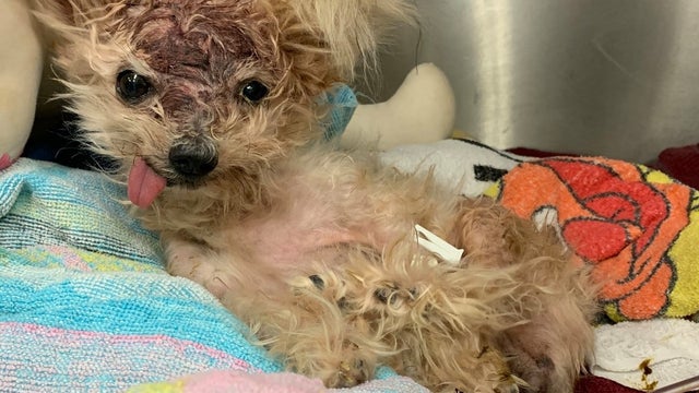 Senior dog 'Pringles' dies after being found inside North Philly trash can with severe head trauma