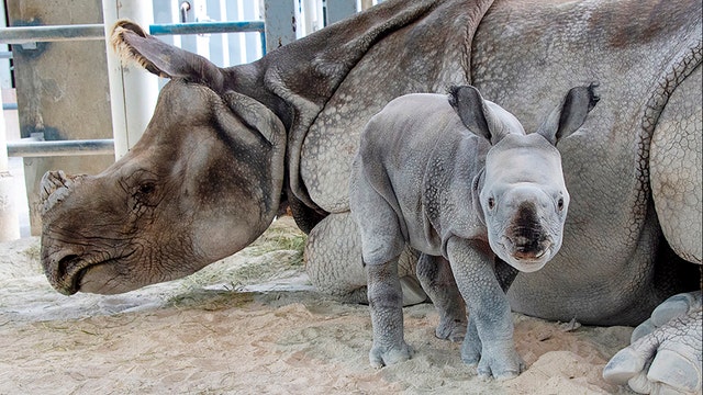 Rare baby rhino born at Zoo Miami using artificial insemination