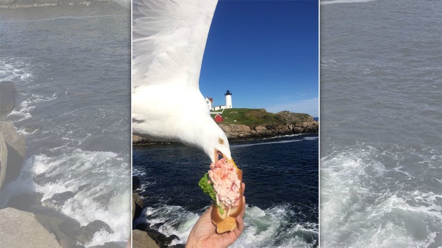 Seagull photobombs, steals woman's lobster roll