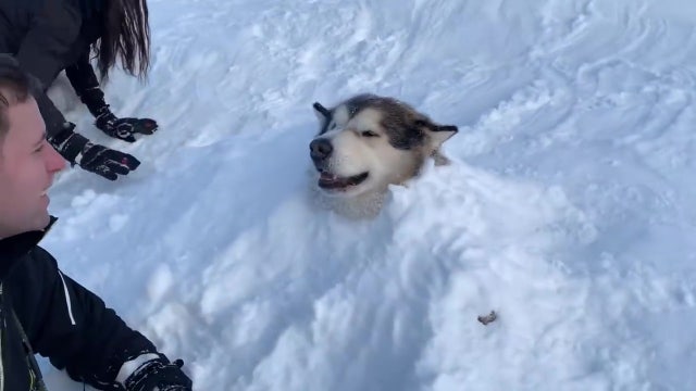 Video shows dog relaxing as owners bury him in snow