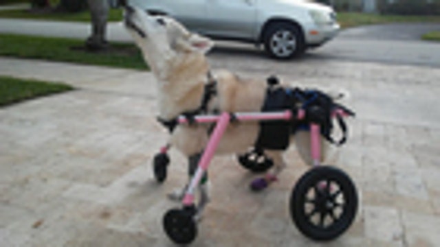 Disabled dog missing after car stolen with pet inside in South Florida