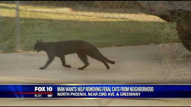 Neighborhood Overridden With Feral Cats Fox 10 Phoenix