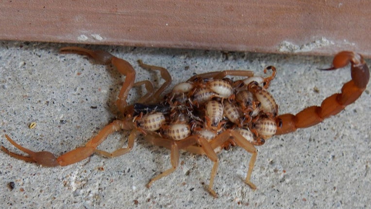 Texas scorpions: What to look out for and tips to avoid