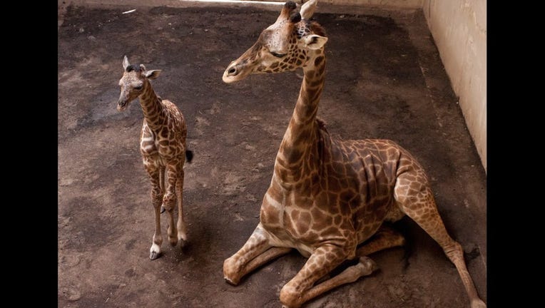 Aww Baby Giraffe Born At Santa Barbara Zoo
