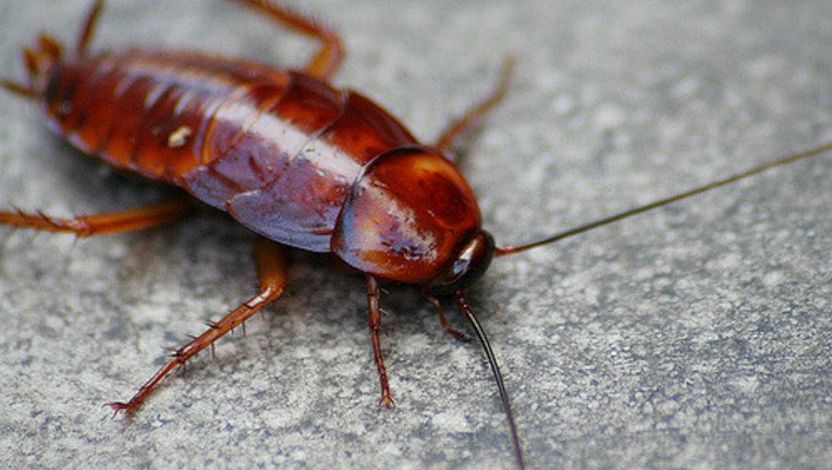 cockroach_1473866070491_1991587_ver1.0_1280_720.jpg