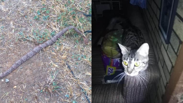 Tennessee man, 81, saved by shelter cat when venomous snake