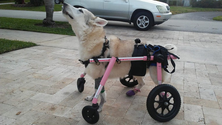zorra-dog-wheelchair-wanda-ferrari_1570316911868.jpg_7688649_ver1.0_1280_720.jpg