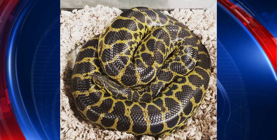 Alabama Police Find Huge 'Harmless' Snake in Toilet