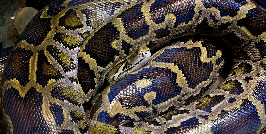 Woman found dead with 8-foot python coiled around neck in