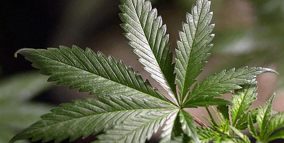 Sec. of State certifies marijuana measure for Arizona ballot