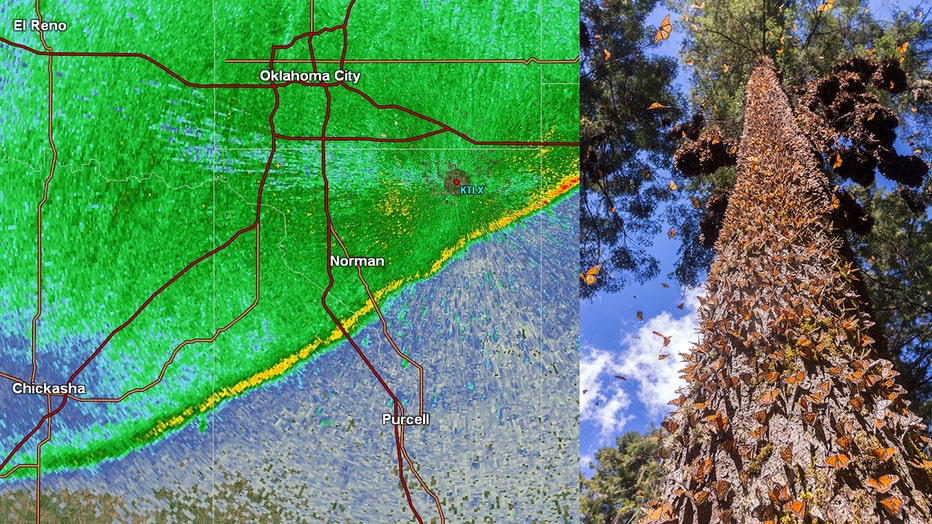 Monarch butterflies are migrating in such large numbers that NWS radar is capturing their path. LEFT: NWS radar image. RIGHT: Monarchs cover a pine tree in The Monarch Butterfly Biosphere Reserve, Mexico.