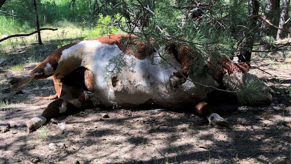 One of the five dead bulls found mutilated at Silvies Valley Ranch in Salem, Oregon.