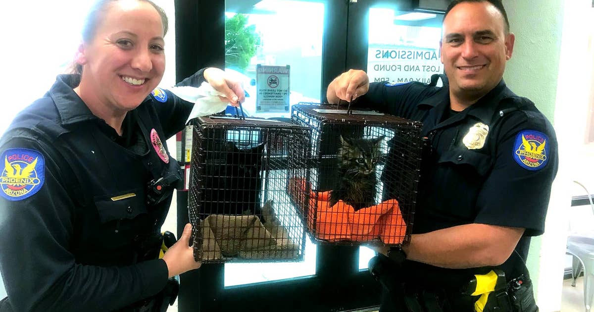 Phoenix Police officers rescue 2 kittens soaked with gasoline | FOX 10 ...